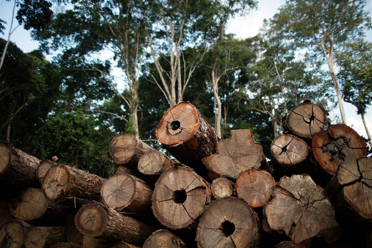 Exploração ilegal de madeira no Amazonas será investigada pelo MPAM