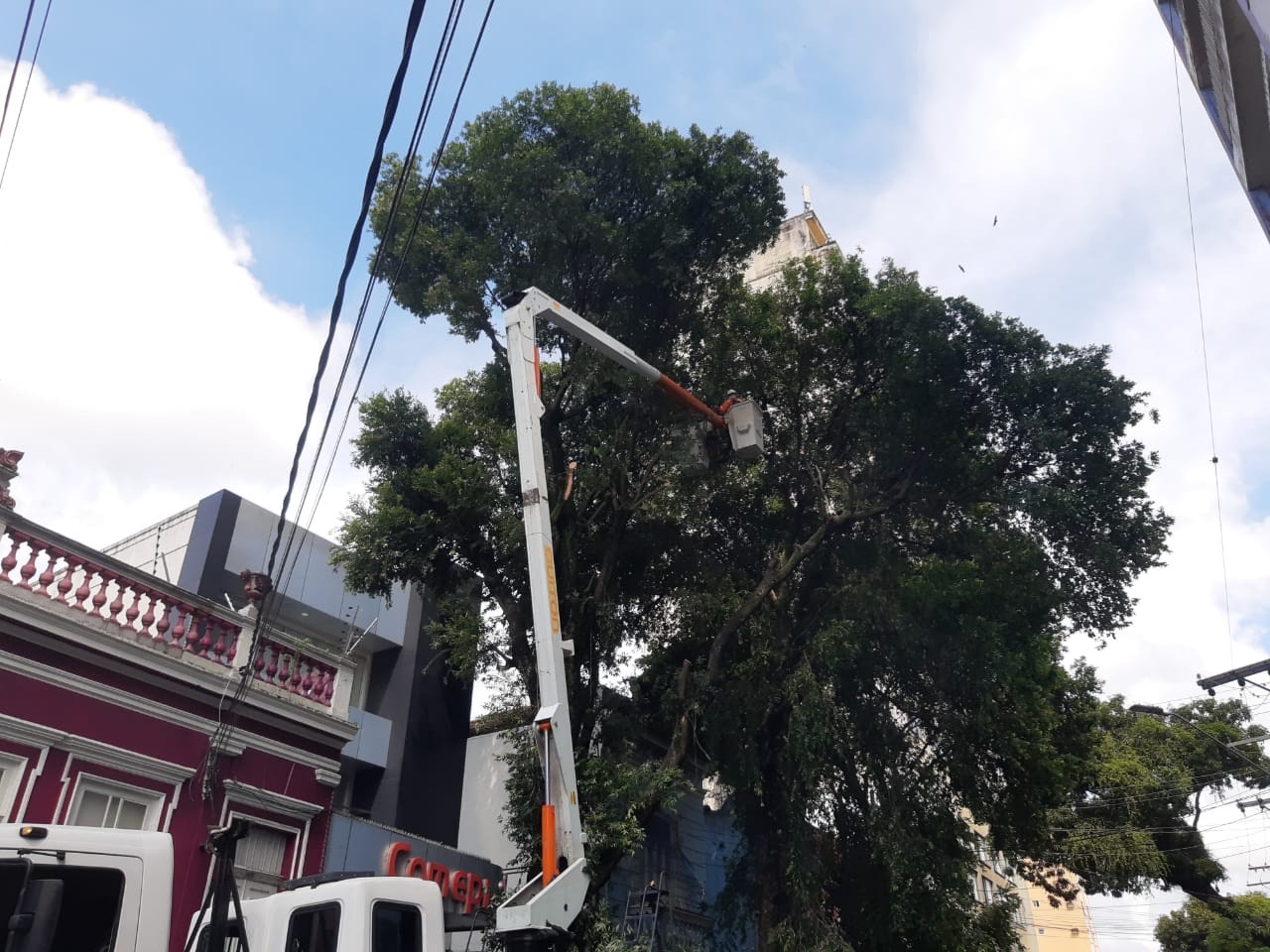 Árvore de 15 metros com risco de tombamento é retirada do Centro de Manaus