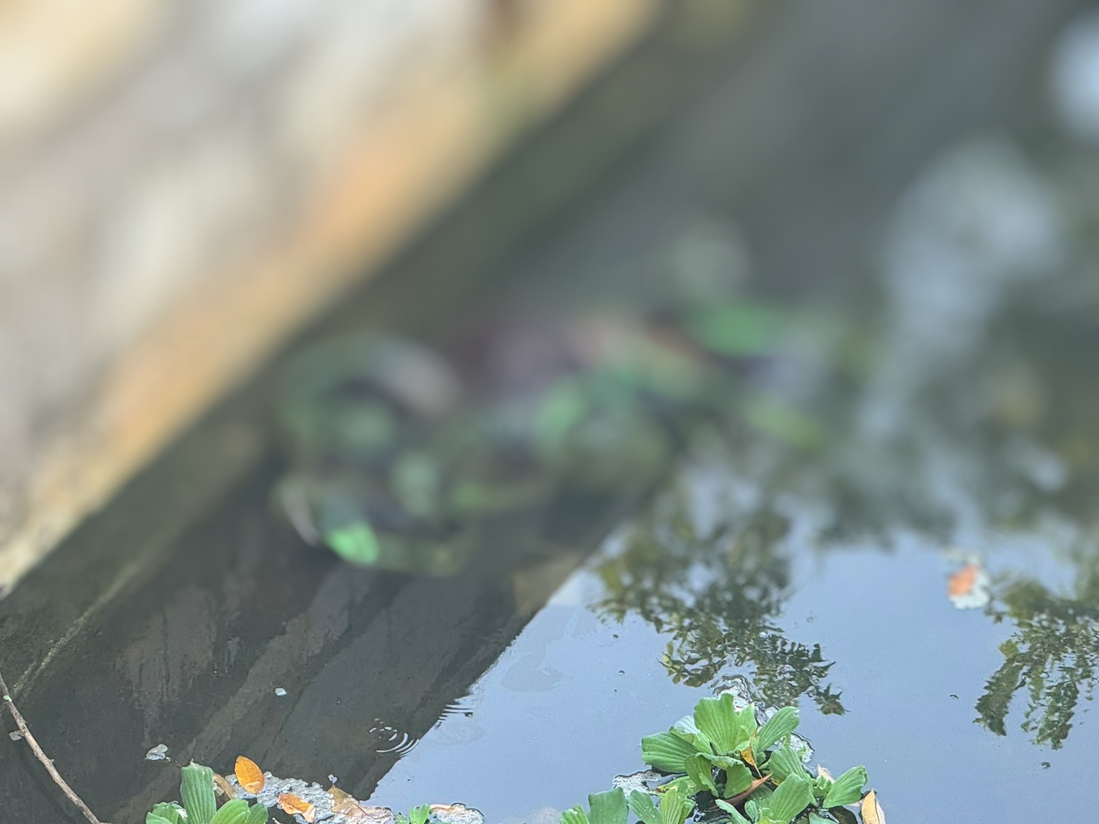 Com mãos amarradas, homem é encontrado boiando em igarapé no Tarumã