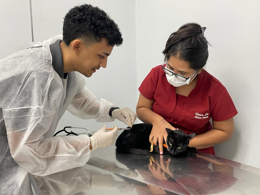 Dia Mundial do Gato celebra e conscientiza para uma vida felina saudável