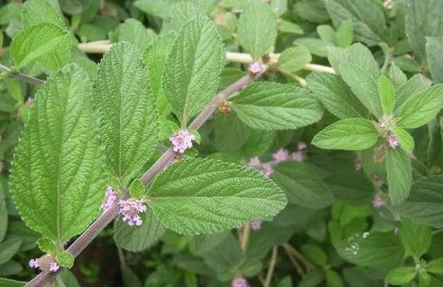 Chá de cidreira combate dor de cabeça e gases; conheça benefícios