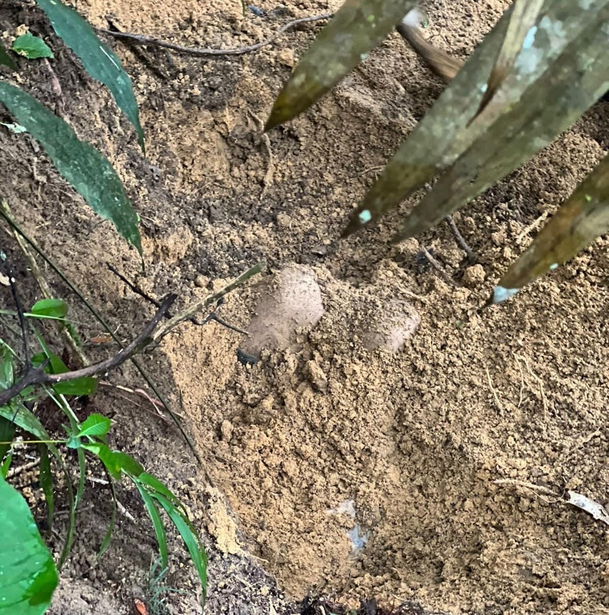 Homem é encontrado enterrado em cova rasa no Amazonas 