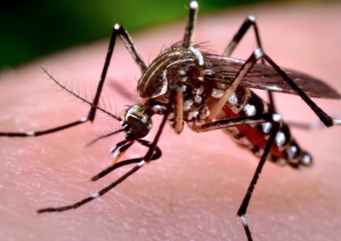 Manaus está entre as capitais em situação de risco de dengue, zika e chikungunya 