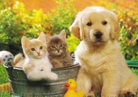 Shopping em Manaus realiza feira de adoção de cães e gatos neste sábado