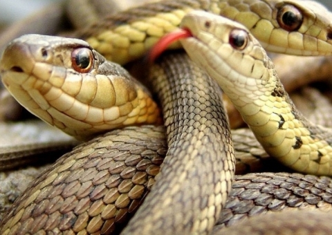 Polícia encontra 120 cobras vivas em ônibus no Vietnã  