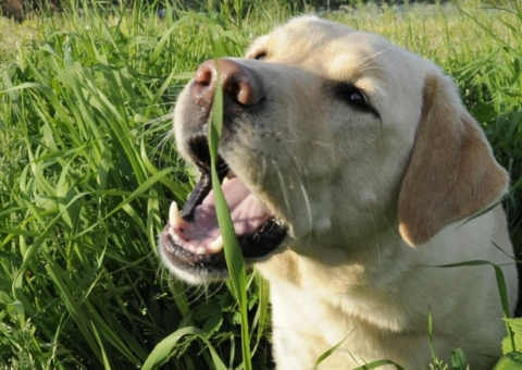 Saiba porque seu cão come grama