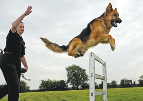 Quarta Gincana De Adestramento de Cães Civil e Militar agita final de semana em Manaus 