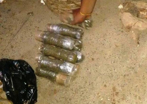 No Amazonas, polícia encontra maconha “disfarçada" de macaxeira 