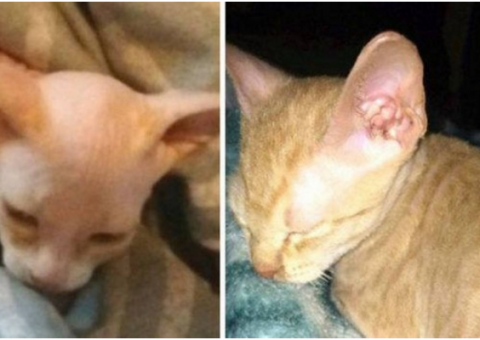 Mulher compra gato de raça careca por R$ 2,4 mil e o pior acontece