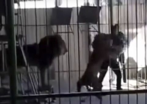 Vídeo flagra momento em que Leão mata domador durante espetáculo 