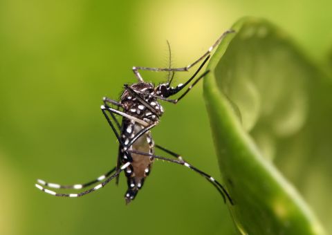 Dia D de Combate ao Aedes acontece neste sábado em Manaus 