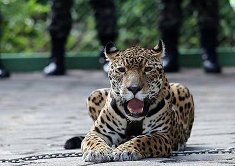 MPF firma acordo com Exército para exibição de animais silvestres após morte de onça