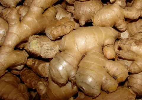 Estudos indicam potencial curativo do gengibre