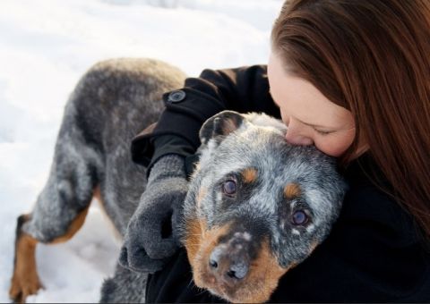 Imagens registram últimos momentos de animais com seus donos