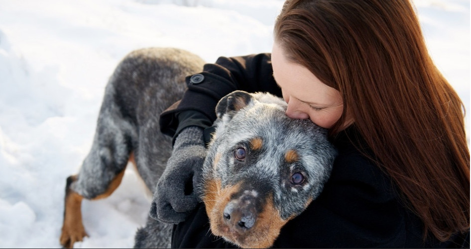 Imagens registram últimos momentos de animais com seus donos