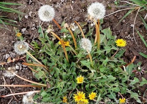   Vitaminas A, B6 e C. Tudo isso  no 'amor de homem'