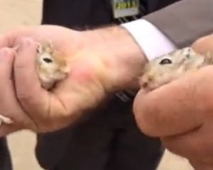 Cazuza deve ter gostado: 'A tua piscina tá cheia de ratos...'