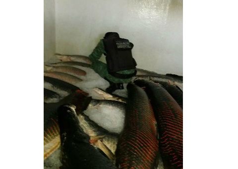  No Amazonas, 44 toneladas de pirarucu são apreendidas em embarcação
