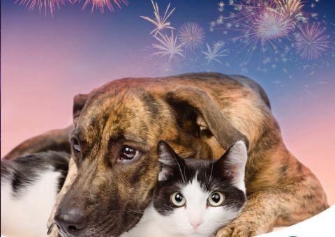Seu pet tem medo de fogos de artifício? Proteja seu cãozinho neste fim de ano