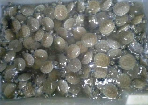 Operação apreende animais e peixes capturados ilegalmente em Reserva do Abufari