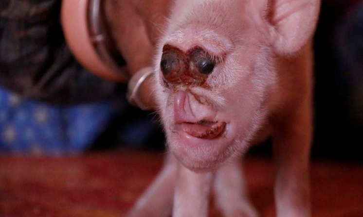 Porco nasce com cara de outro animal e viraliza na internet