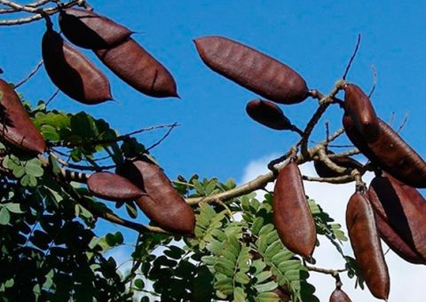 Cicatrizante e tônico, Jucá é útil contra infecções