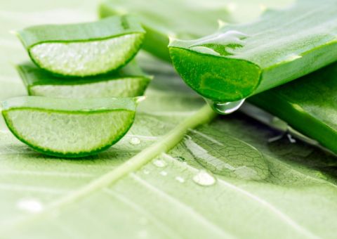 Babosa pode ser usada no combate as doenças pulmonares 