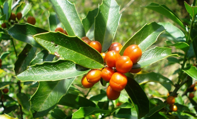 Espinheira-santa pode auxiliar no tratamento contra gastrite