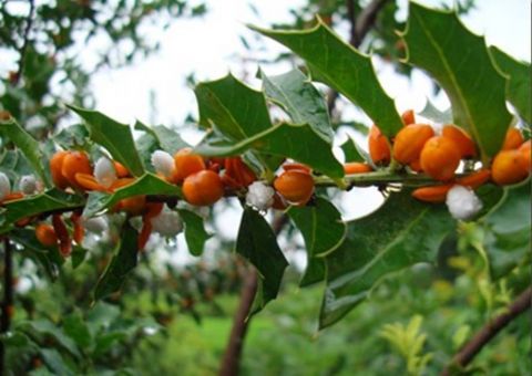 Espinheira-santa pode auxiliar no tratamento contra gastrite