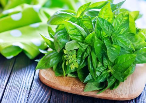 Chá de Alfavaca ajuda eliminar o estresse