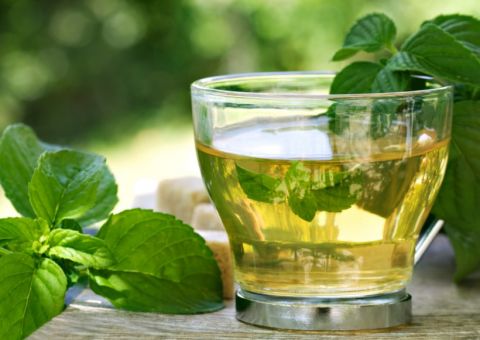 Boldo, gosto amargo que traz saúde