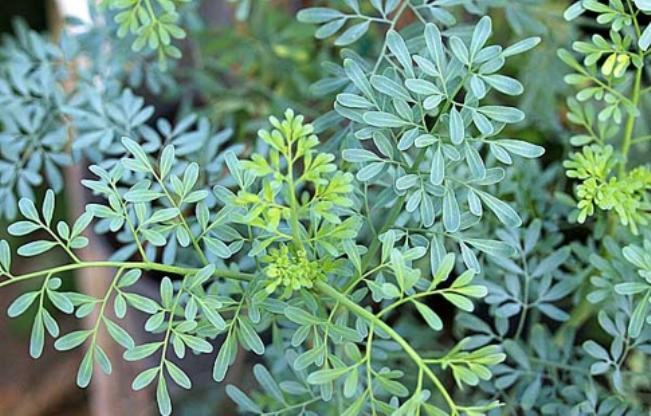 Chá de folhas de Arruda ajuda na eliminação de piolhos e lêndeas 