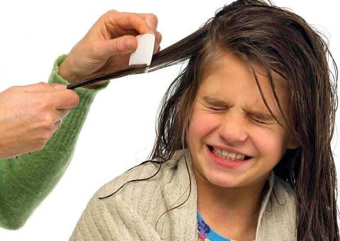 Chá de folhas de Arruda ajuda na eliminação de piolhos e lêndeas 