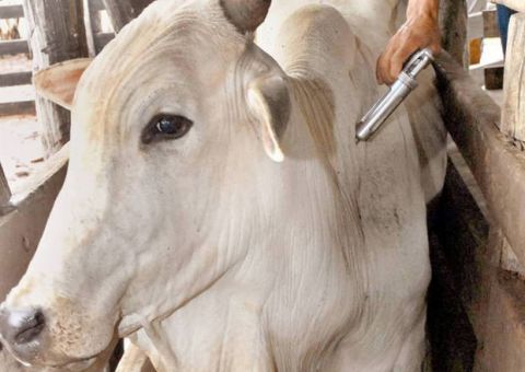 Profissionais se capacitam para erradicação da Febre Aftosa