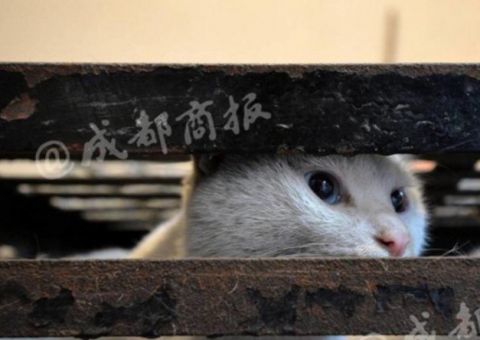 Falso defensor de gatos abatia os animais e vendia a carne