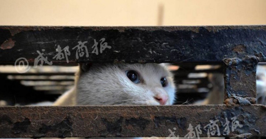 Falso defensor de gatos abatia os animais e vendia a carne