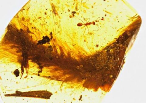 Cientistas encontram cauda de dinossauro perfeitamente preservada 