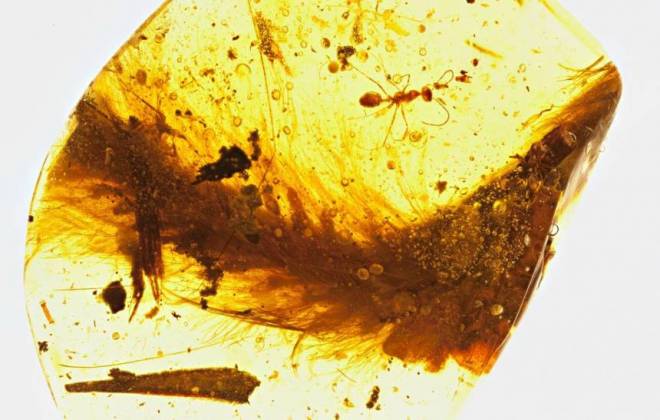 Cientistas encontram cauda de dinossauro perfeitamente preservada 