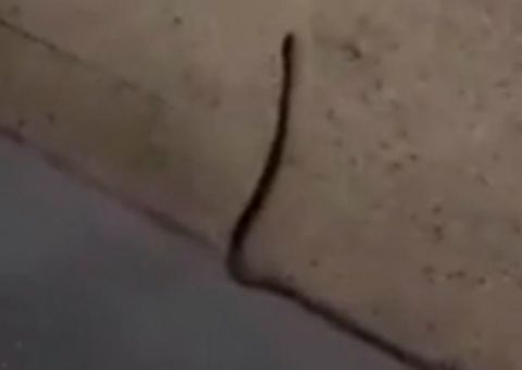 Cliente filma cobra ‘passeando’ em shopping de Manaus 