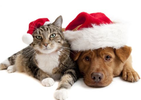 ONG realiza campanha para arrecadar ração para animais resgatados 