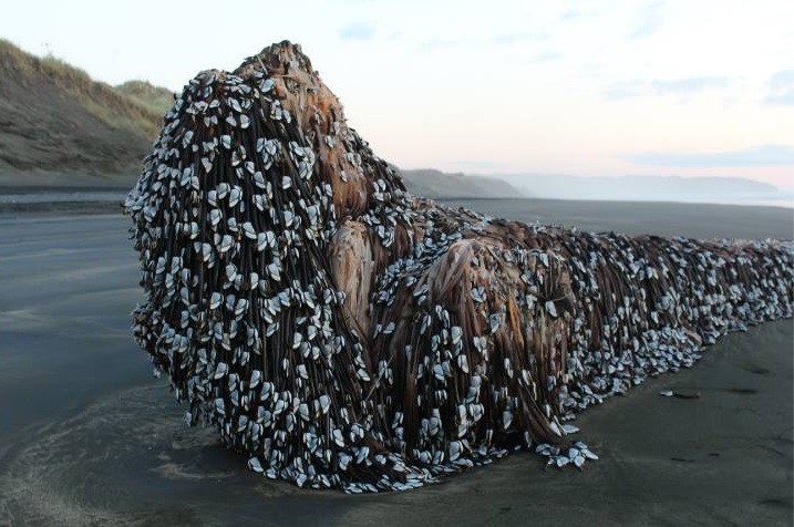 'Animal alienígena' aparece em praia e assusta moradores