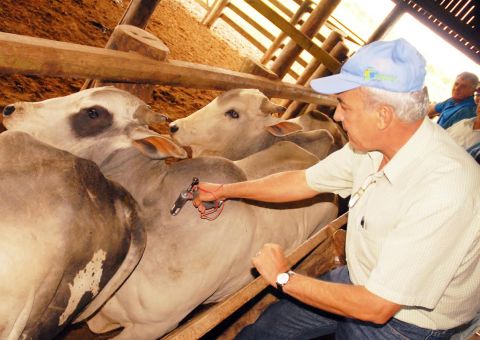 Produtores devem notificar vacinação do rebanho até quinta-feira 