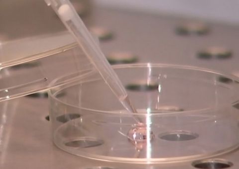 Agência britânica dá aval final para permitir bebês com 'três pais'