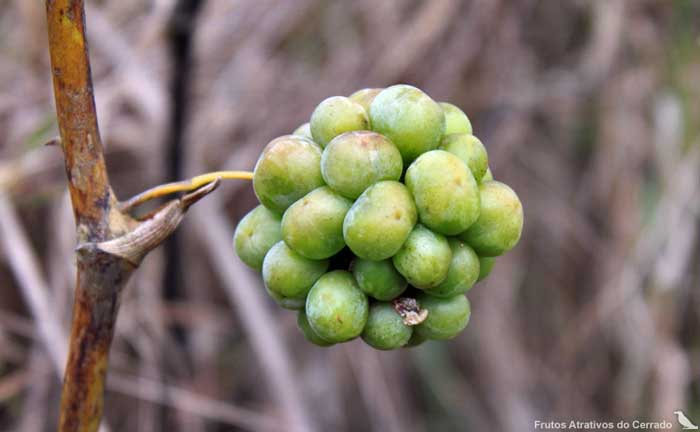 Compressa com chá de Japecanga pode eliminar acnes