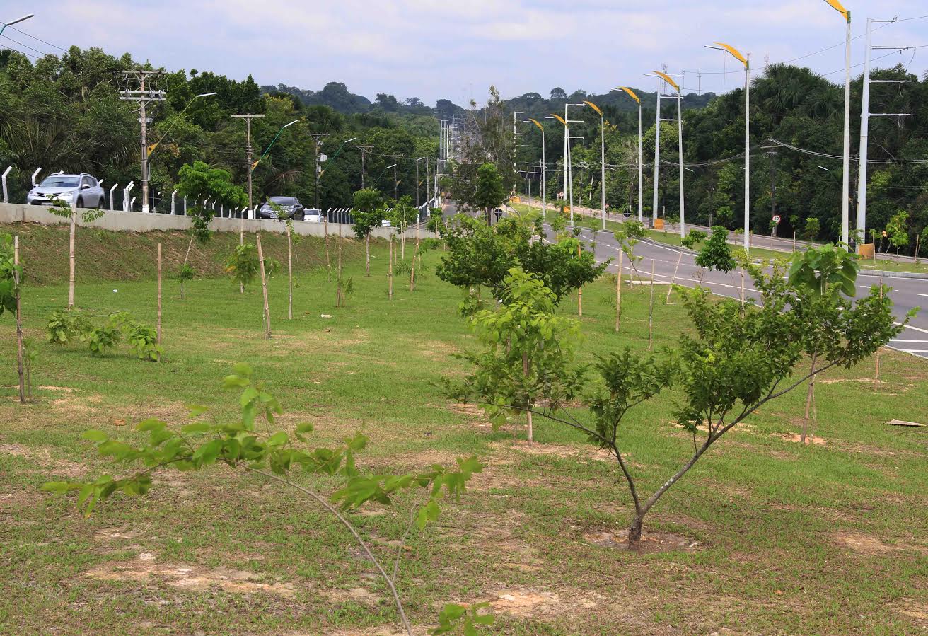 Zona Norte é campeã em número de mudas plantadas pelo Arboriza Manaus