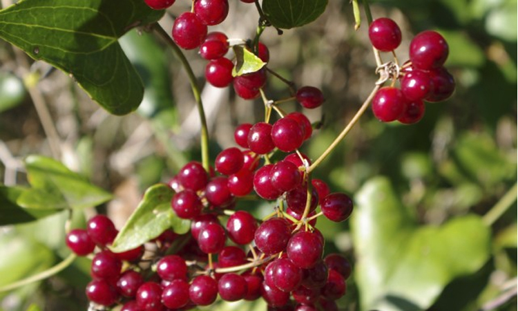  Ácido úrico pode ser tratado com Salsaparrilha