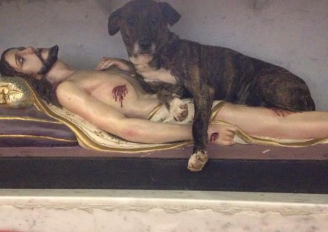 Cadela é achada deitada sobre imagem de Cristo e foto viraliza na Web 