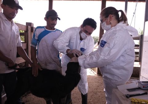 Veterinários são capacitados por técnicos do MAPA 