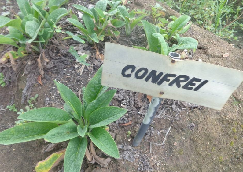 'Confrei' ajuda no reparo de fraturas e doenças na pele