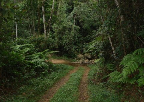 Mulher é raptada por colega de trabalho e estuprada no meio do mato